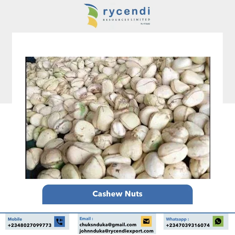 Export Quality Best Selling Premium Quality Original Flavor Good Taste Raw Dried Cashew Nuts at Reasonable Price