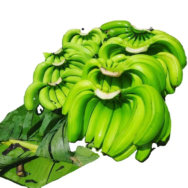 Fresh Cavendish Banana with Best Price Wholesale dish Banana with Best Price