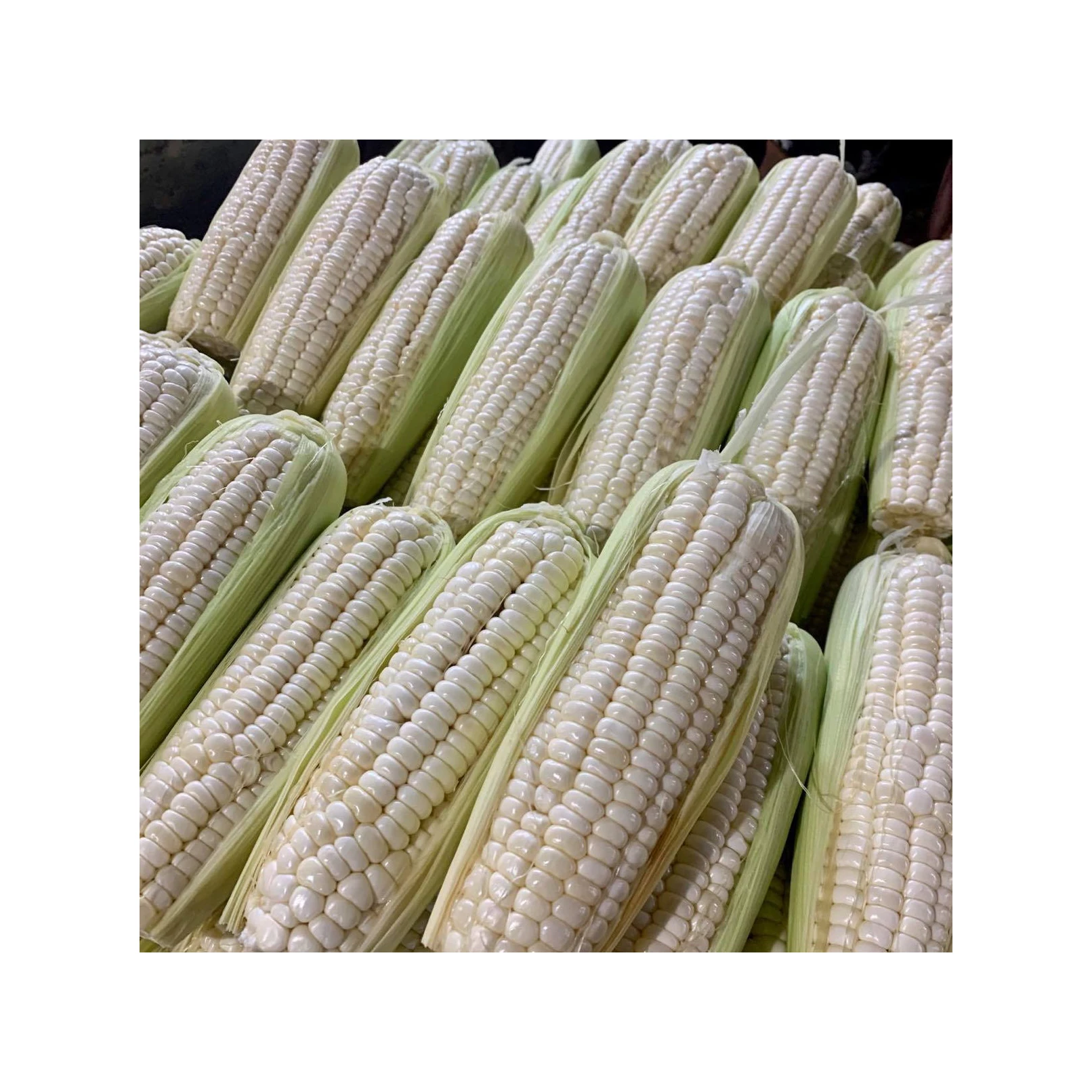 Сушеная белая кукуруза пригодная для потребления человеком и животных