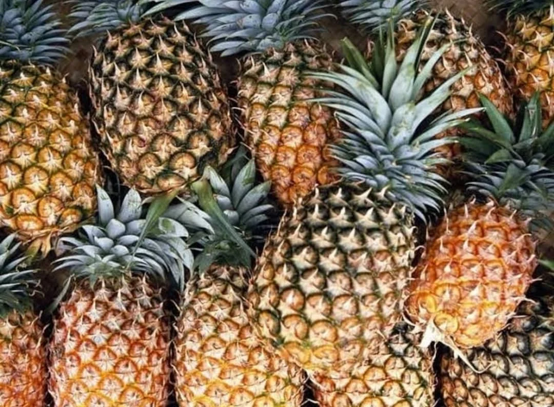 По выгодной цене Mexico Non GMO свежие фрукты сладкий золотисто-желтый ананас MD2