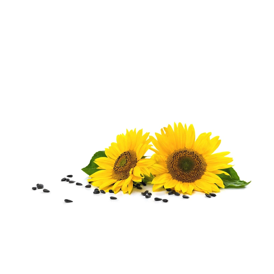 Best Quality Organic Sunflower Cooking Oil Wholesale