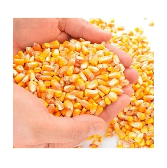 Premium White Corn Hot Sale for Human & Animal Feed Dried & Sweet Frozen Yellow & Red Corns