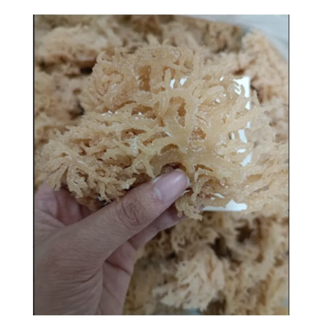 Белый/желтый/фиолетовый сушеные водоросли Eucheuma Cottonnii/Высококачественный сушеный ирландский морской мох для салата Seamoss