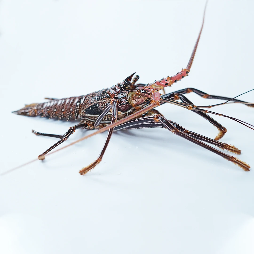 Size 155-200 gram Indonesia Lobster Fresh Lobster Bambu Seafood Supplier Bulk sales Whole Live Lobster