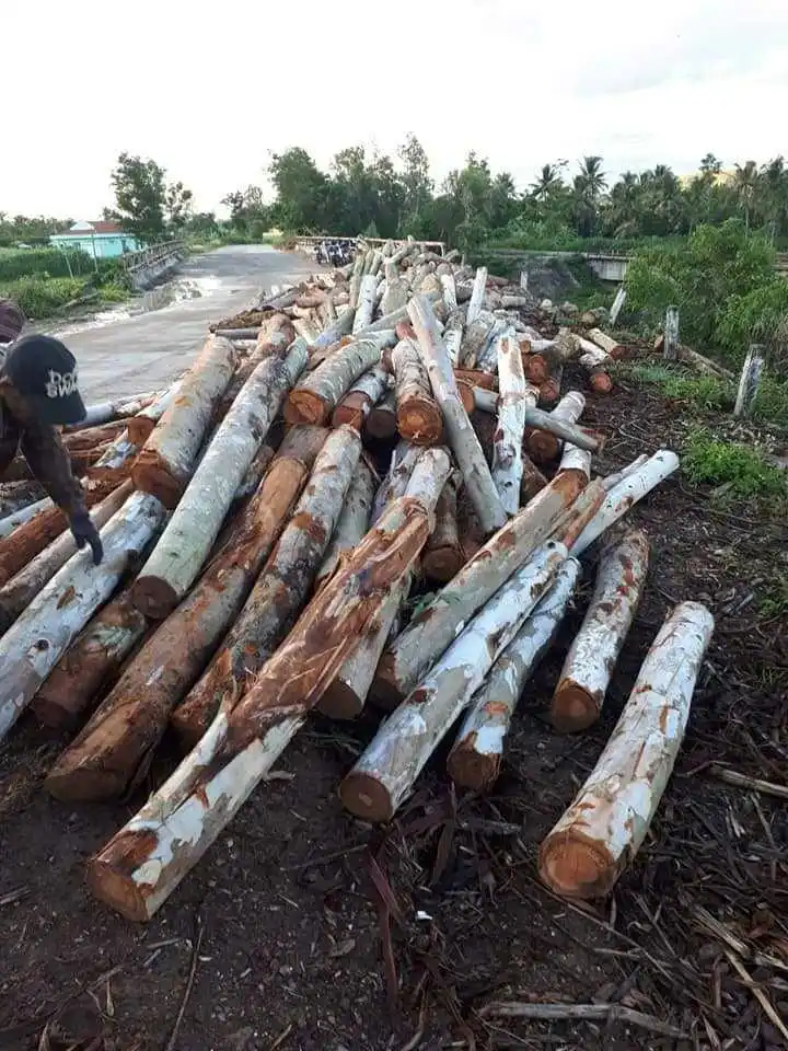 Raw Eucalyptus Square And Round Logs Exporting From Viet Nam