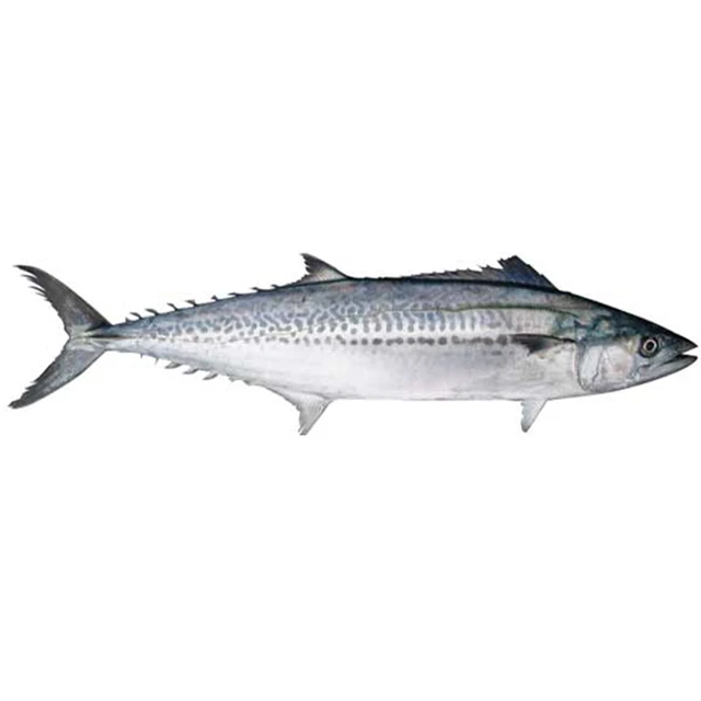 good quality custom seafood whole  frozen Spanish mackerel fish certificate supplements for worker safe