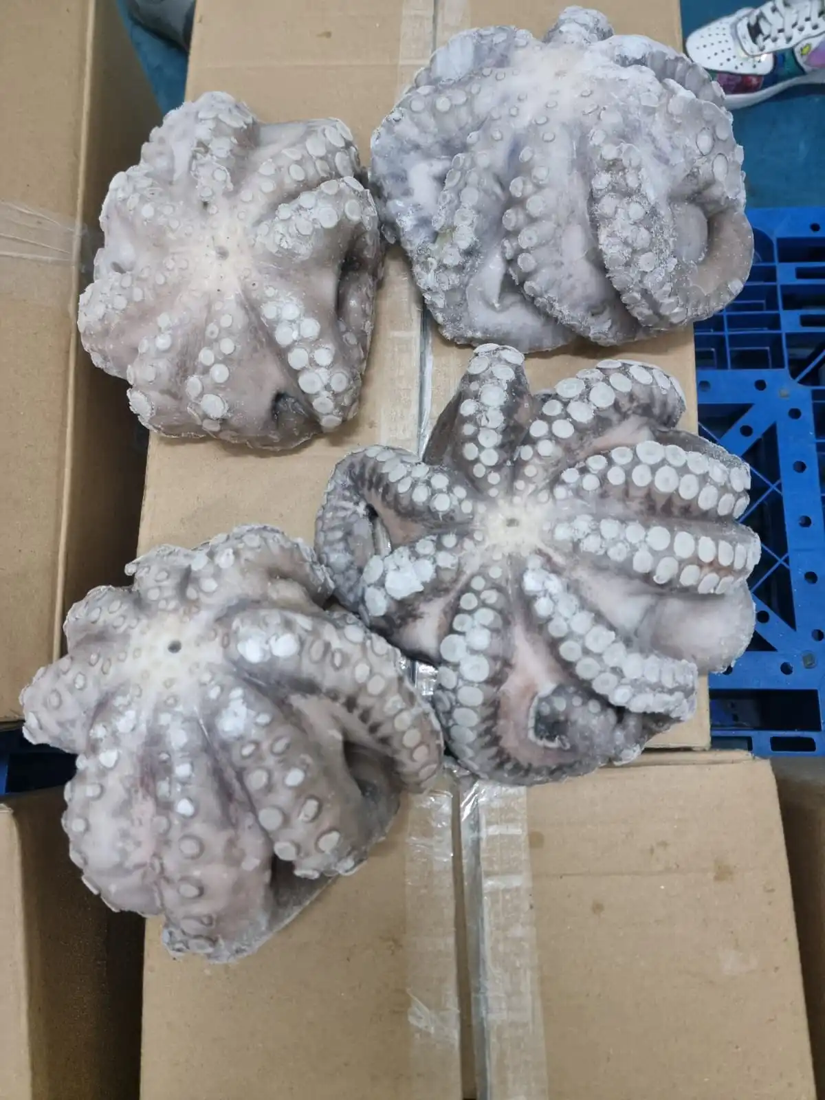 FROZEN FLOWER OCTOPUS GOOD QUALITY INDONESIAN ORIGIN