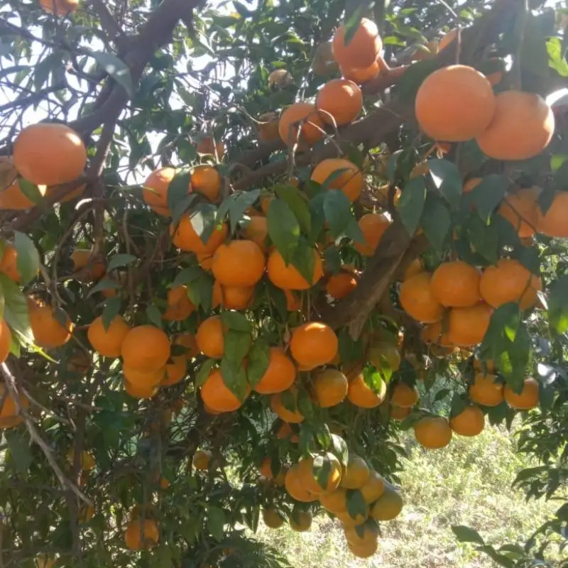 Most Popular Excellent Quality Farm Fresh Orange Fruit in Bulk Quantity Fresh Natural Orange For your good Health Available