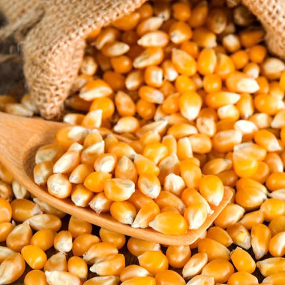 High Quality Organic Pure Natural Yellow Corn for Sale Bulk Non GMO Yellow Corn Ideal for Animal Feed and Hot Selling