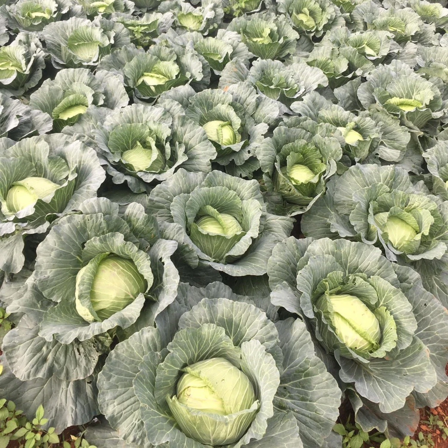 Fresh Round Cabbage Good Quality from VIETNAM Green Crop Style Packing Food Organic GAP Color Pure Feature Weight Natural Origin