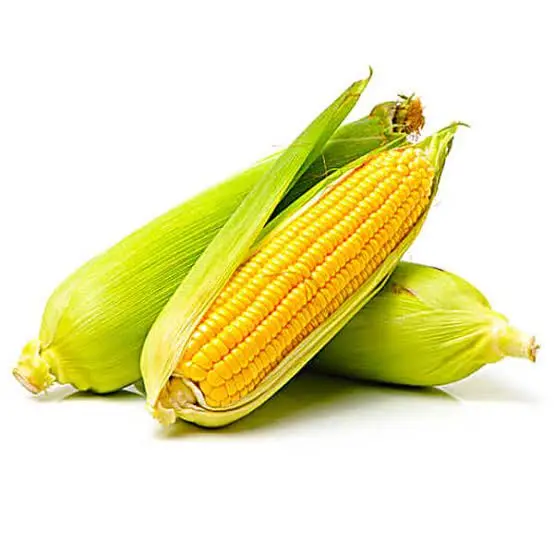 Yellow Corn Maize8.jpg