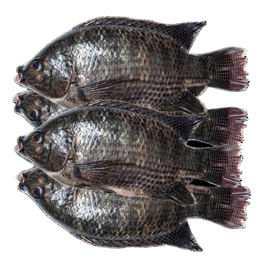 Tilapia Fillet Frozen Tilapia Fillet Seafood Fish Fillet From Fresh Tilapia Supplier Bulk Style for wholesale for sale