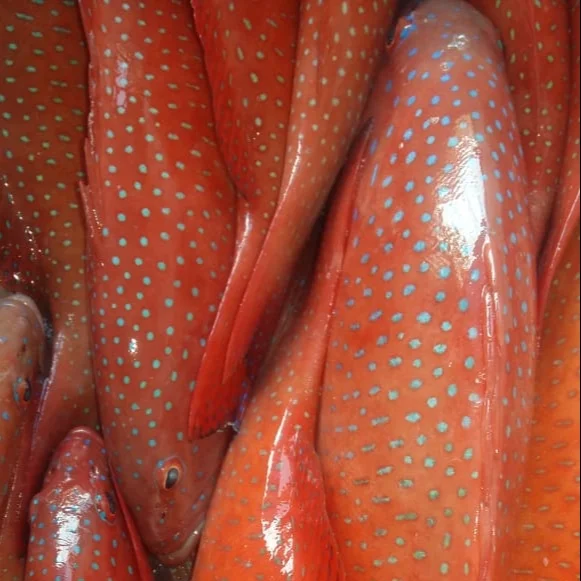 Hot Sales IQF Frozen And Fresh Vacuum Pack Grouper And Coral Trout Fish Malaysia Fish Hong Kong China Delicacy Seafood