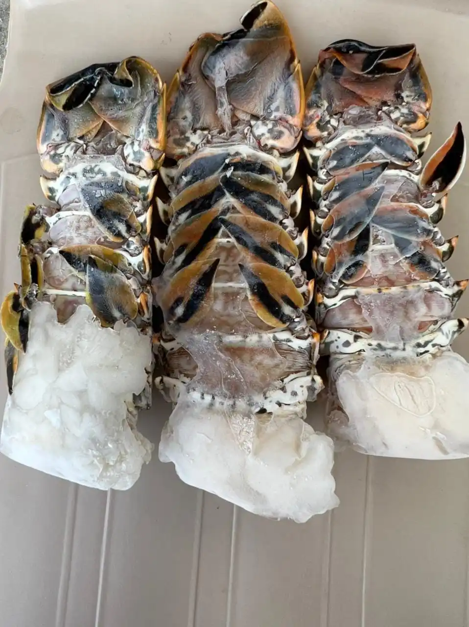 Frozen Lobster Tail for sale