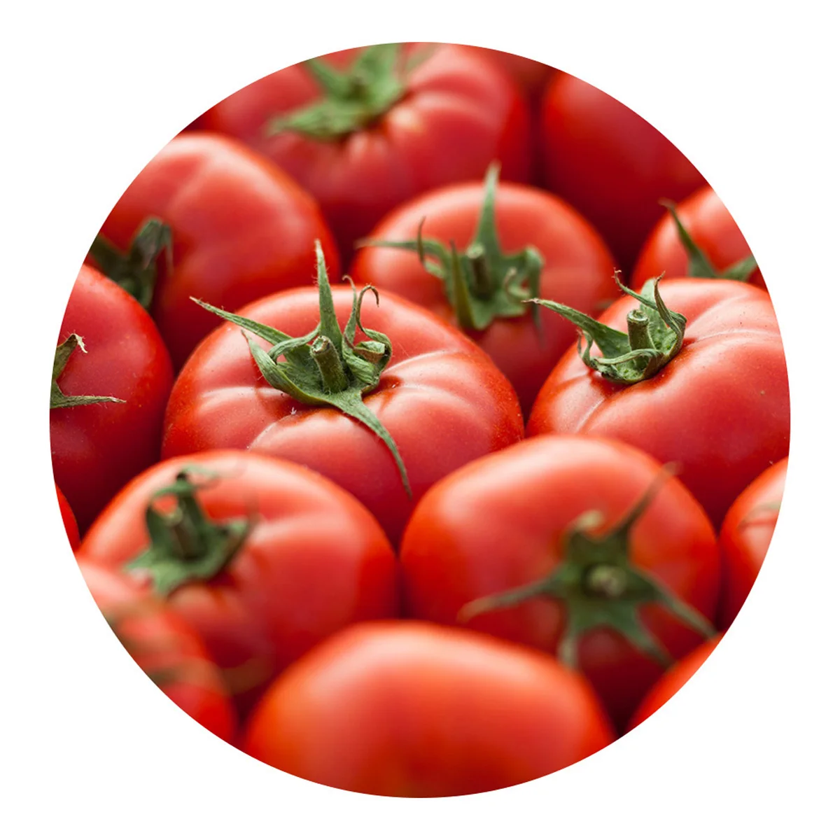 Экологически чистые красные томаты из Узбекистана гарантированно соответствуют стандартам качества, натуральные фермы