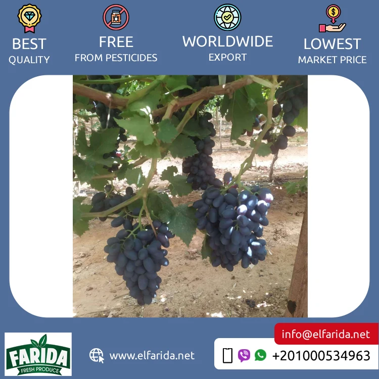 2024 Top Selling Excellent Quality Delicious and Sweet Taste Fresh Green Grapes Crimson Seedless Fresh Fruit Grape for Sale