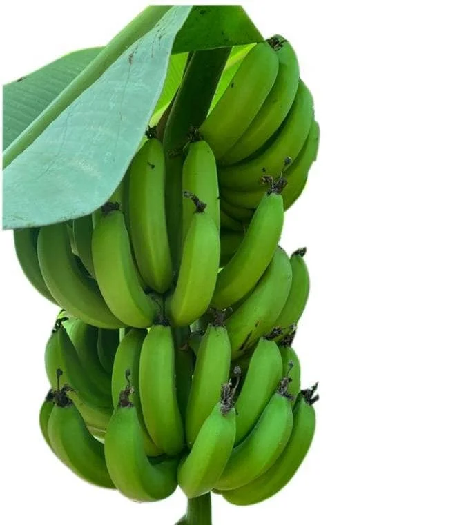 Wholesale Fresh Cavendish Bananas Delicious Flavour and Good Quality at Competitive Price Direct from Vietnam