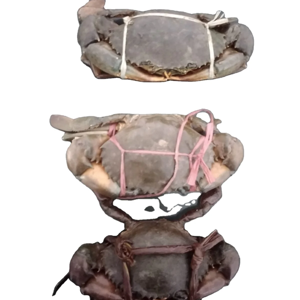 FROZEN  MUD CRAB HIGH QUALITY INDONESIAN ORIGIN