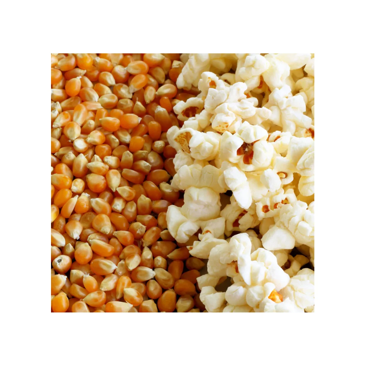 New Popcorn Kernel for sale / Butterfly Popcorn and cheap price best quality Mushroom Popcorn Kernels for sale