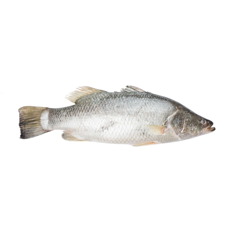High Quality Special Price Natural Frozen Barramundi Fish From VietNam For Making Food