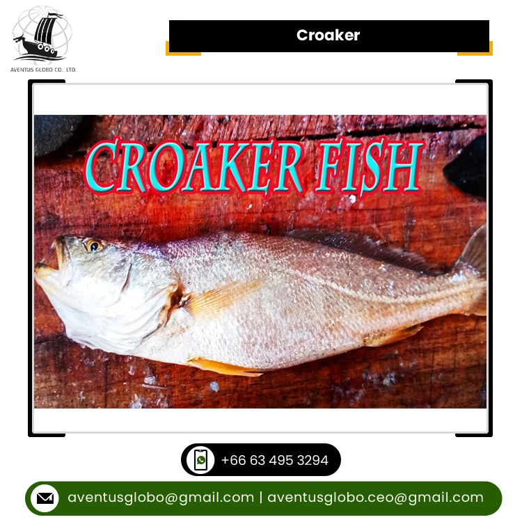 Most Wholesale Selling Premium Quality Natural and Pure Clean Seafood Frozen Croaker Fish from Thailand