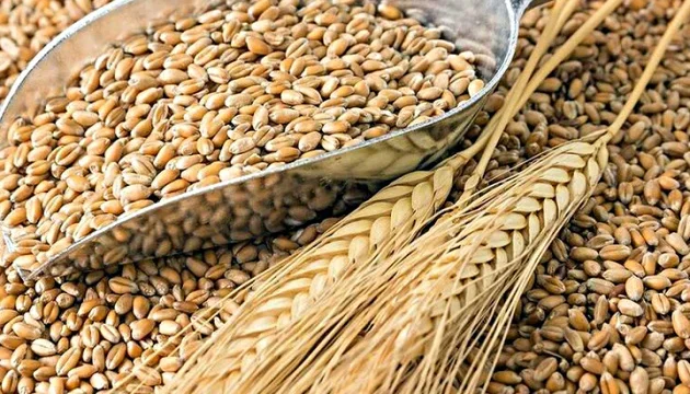 Best Quality Wheat Grain