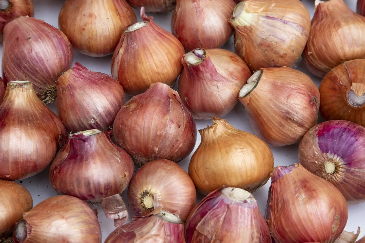 We have very good quality red onion which is naturally produced for export all over the world