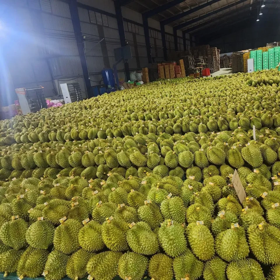 Wholesale Fresh Durian Sweetness Flavor Specification Bulk Fruit IQF Type Frozen Durian Vietnam Export Package