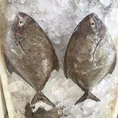 Frozen Black Pomfret/Vietnam Pomfret Fish