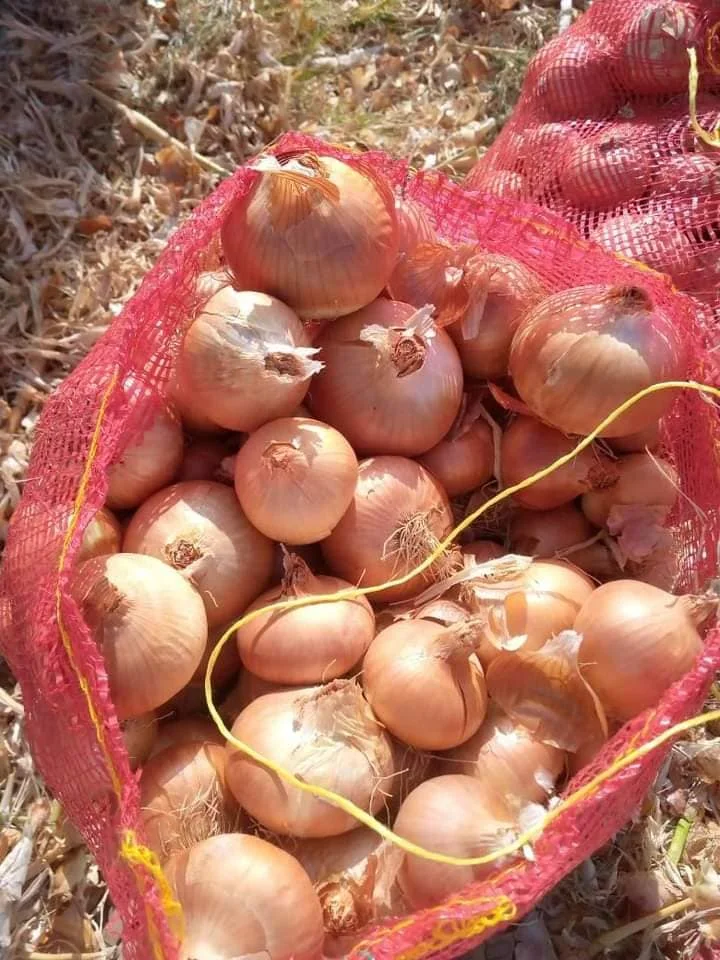Fresh yellow onion export crop 2023