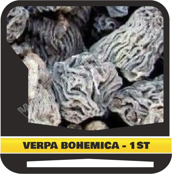 Dried Verpa bohemica First grade - best quality natural food.  Early morel or the wrinkled thimble-cap.