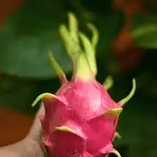 Red And White Dragon Fruit Vietnam Fruits High Quality Red Or White Color 100% Natural Sweet Wholesale Price