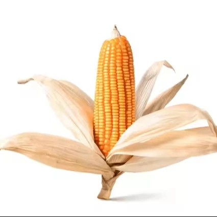 Урожай желтой кукурузы богат пищевыми волокнами витаминами (A B E и K) минералами Магний калий фосфором OEM.