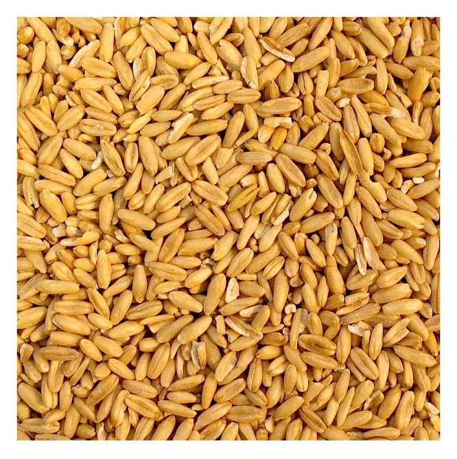 Direct Supplier Of Cereal Grains Oat Grains At Wholesale Price