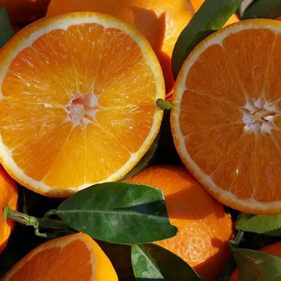 Fresh Navel Orange is now available for reservations wholesale (TOP QUALITY) Special Discount