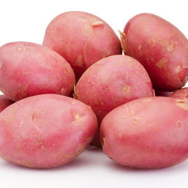 New 2022 Style Time GLOBAL Organic GAP Weight Origin Type Shandong Shape Potato Size Year Supply Product Fresh Place Model HACCP