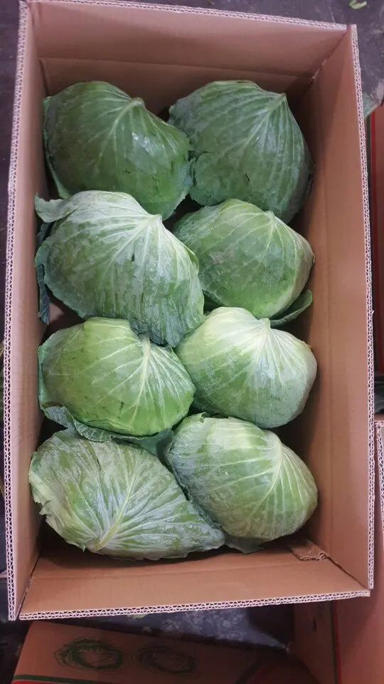 100% from Natural Cabbages with Premium Quality and Lowest Price Vietnam origin