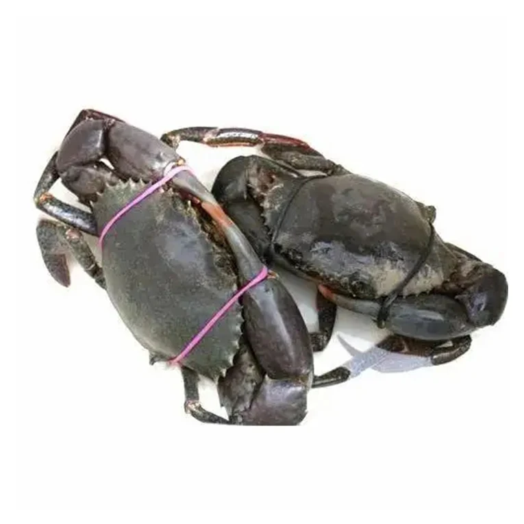 Hot Selling Price Quality Exporters Suppliers Packaging Nature Seafood Frozen Fresh Mud Crab From Brazil
