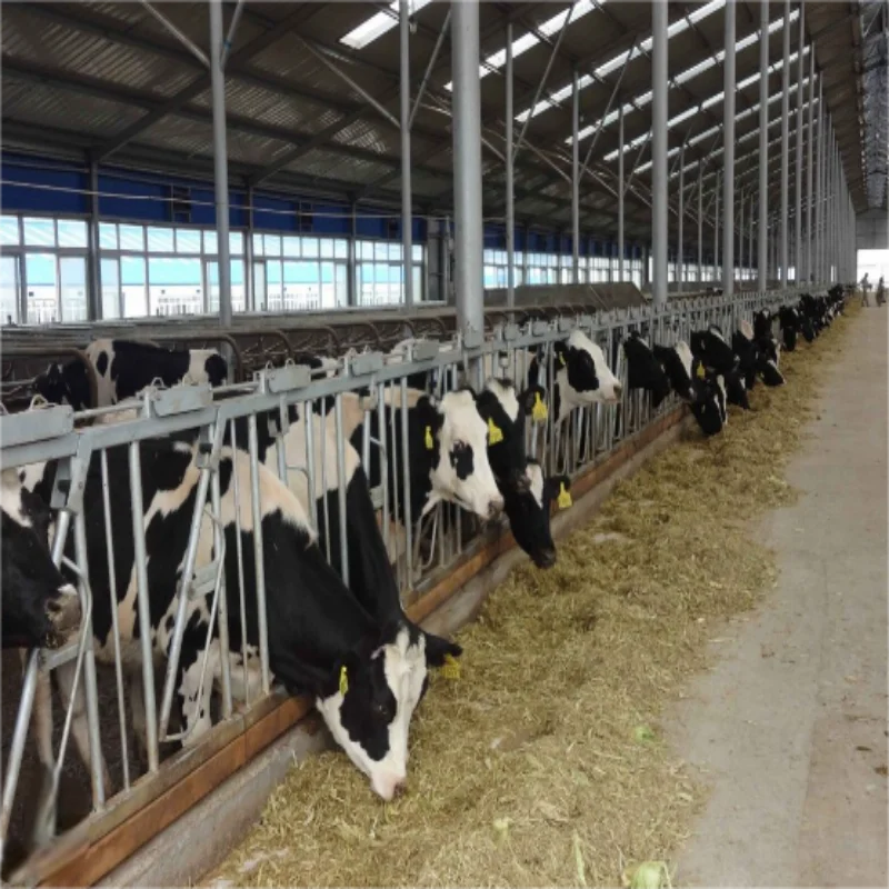 Thermal Insulation Air Convection Poultry Farming Animal Shed Steel Structure Building Chicken Cow House