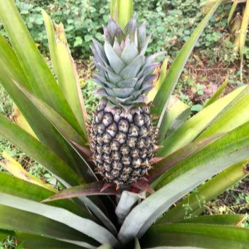 PREMIUM Queen KIM Yellow Pineapple Tropical Golden Style Color Weight Natural Origin Type Fruits Variety Size Product ISO Fresh
