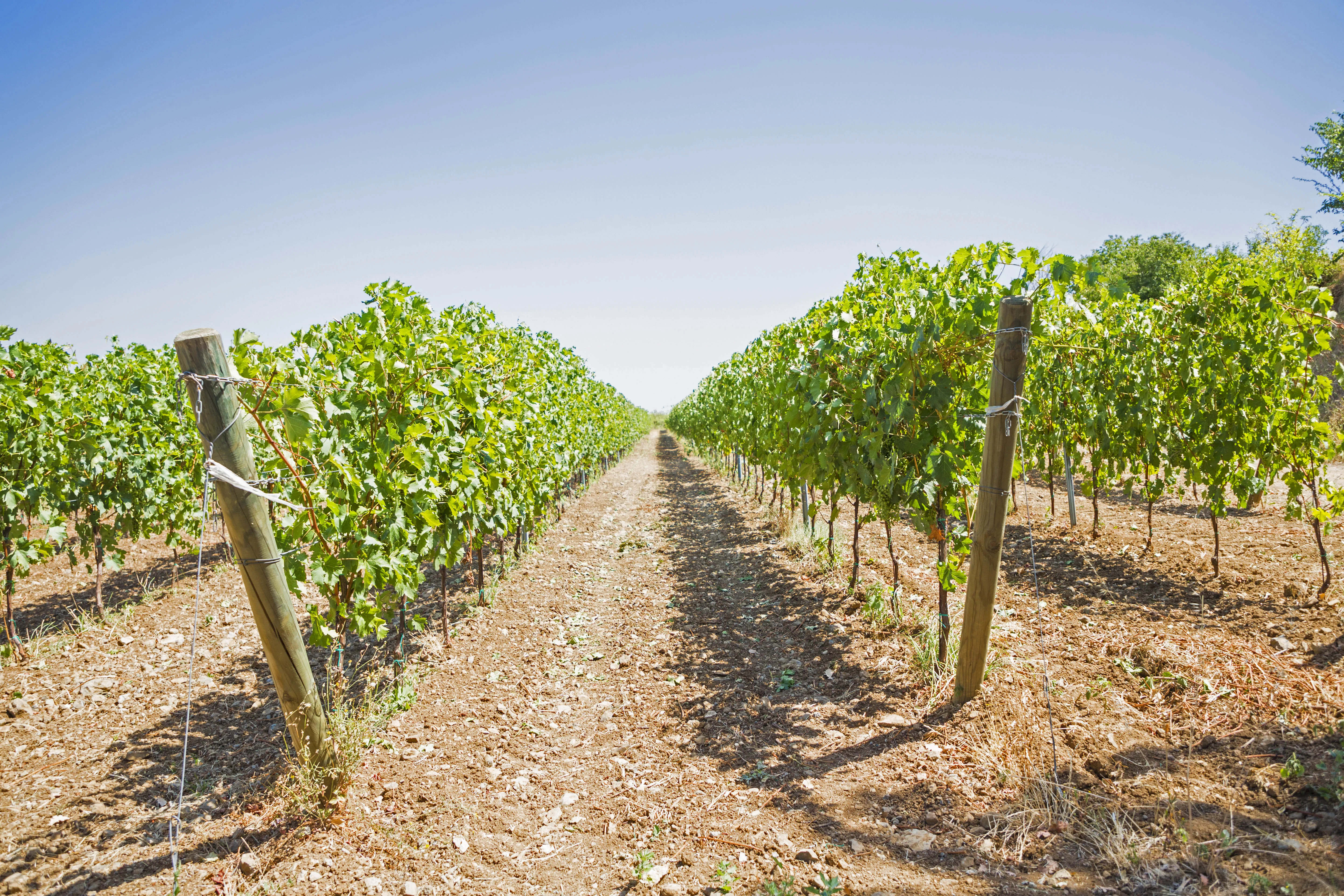 Italian White Wine ANIMA LIBERA Malvasia Puntinata I.G.P. Lazio Artisanal Wine Ready to Export