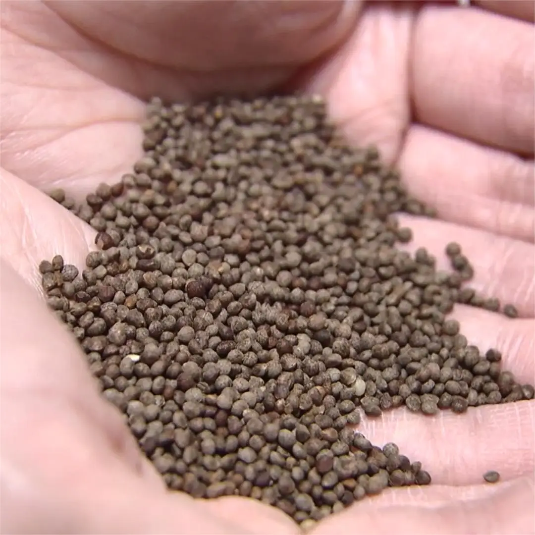 HL Cold  Pressed Essential Oils Bulk Supplier, 1Kg Sweet Perilla ( Perilla frutescens ) Seed Carrier Oil Organic For Skin Hair