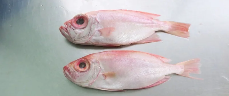Quality Round Big Eyes Scad Fish Natural Red Color Frozen Whole Round Big Eyes Scad Fish With 0.05% Max Moisture From Malaysia