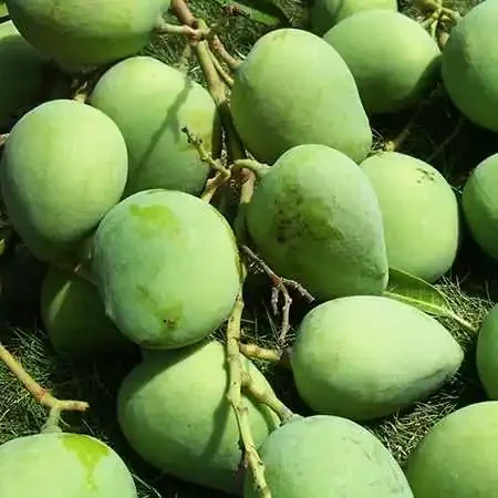 Fresh mangos Suppliers