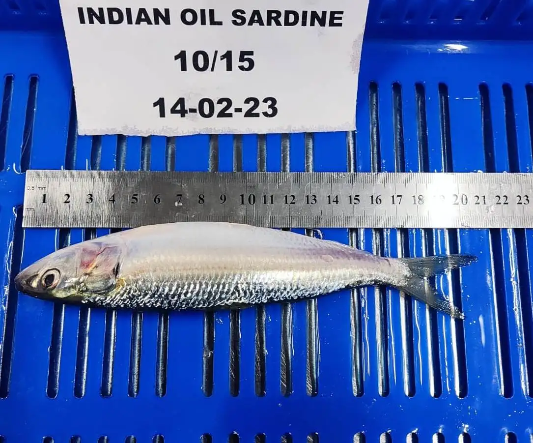 FROZEN WHOLE ROUND SARDINE FISH GOOD QUALITY TOP SELLING FISH WITH 24 MONTHS SHELF LIFE FROM OMAN