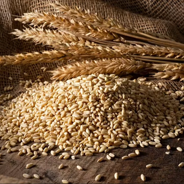 Organic First Grade Wheat Seeds in 50 Kg Bag Natural Wholegrain