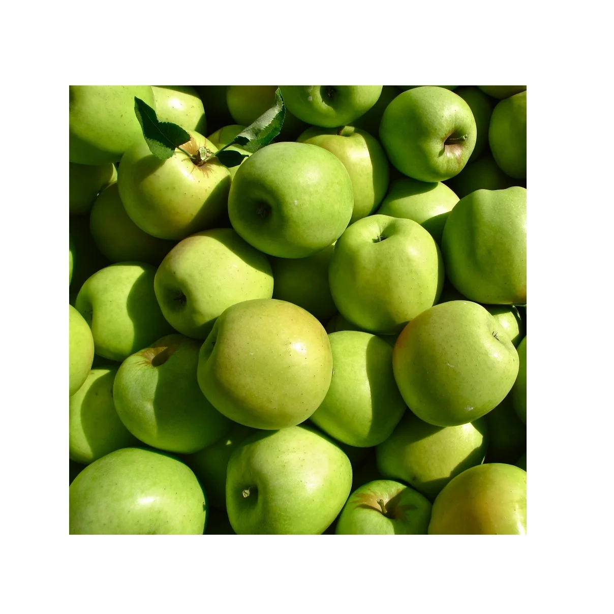 Cheap Price Fresh Stock Fresh Yellow Green Apples | Fresh Mutsu Apples For Sale In Bulk With Fast Delivery