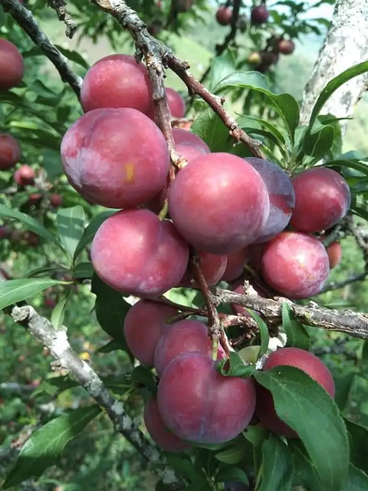 High Quality Fresh Juicy Red Plums Tasty Delicious Sweet Premium Grade 100% Natural from Thailand Farm
