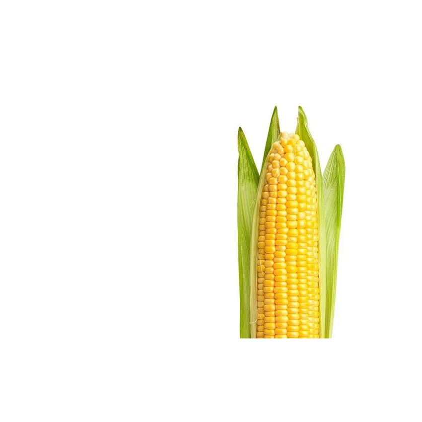 Buy High Quality Yellow Corn Maize Grains