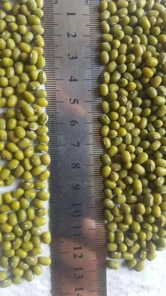 Quality Assurance New Corp Natural Green Moong Dal Wholesale Price Indian Moong Dal Bean / Chana Dal Export